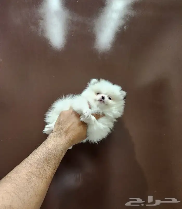 كلب بومرينيان تي كوب للبيع بالرياض 1