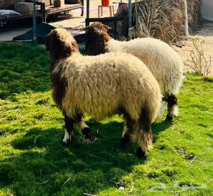 نعيم وسط بري فل نظاف 0