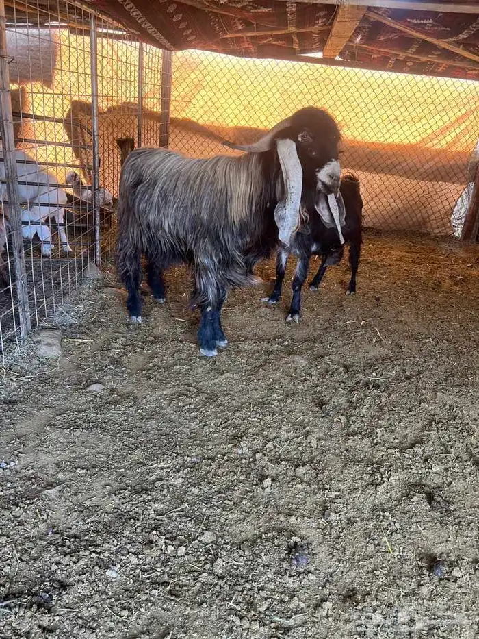 تيس فحل عارضي 0