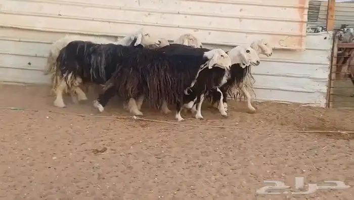 غنم نعيم وغنم نجد العدد 14 1