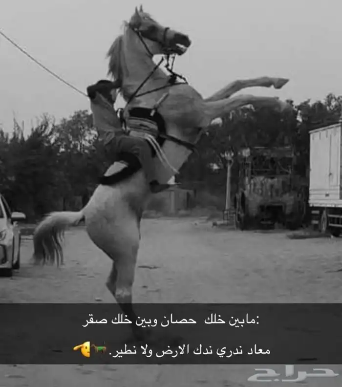 حصان شعبي كفو ينافس الواهو 3