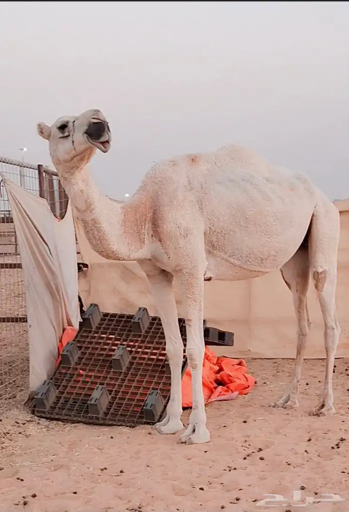 للبيع ناقة رمانيه وضحا نصوف 0