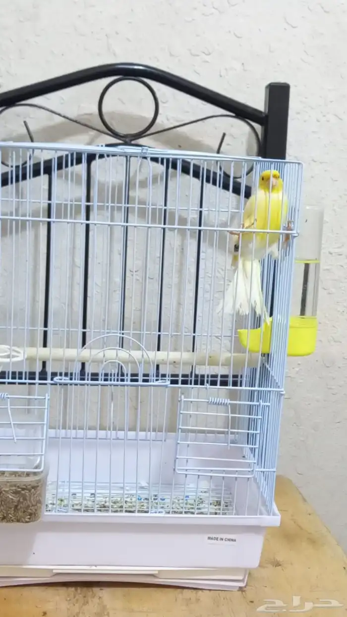 مجموعة ذكور كناري تغريد 3