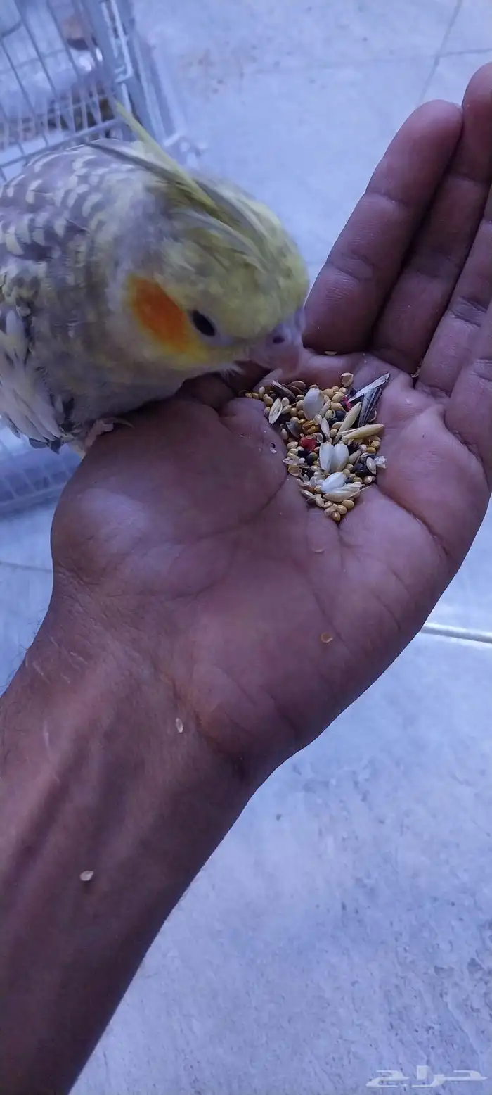 ذكر بادجي و كروان اليف و جوز روز و جوز بادجي 15