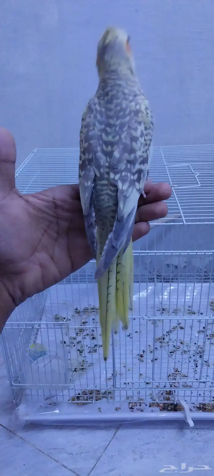 ذكر بادجي و كروان اليف و جوز روز و جوز بادجي 12