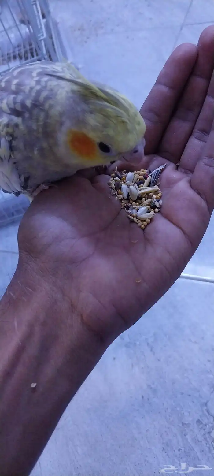 ذكر بادجي و كروان اليف و جوز روز و جوز بادجي 14