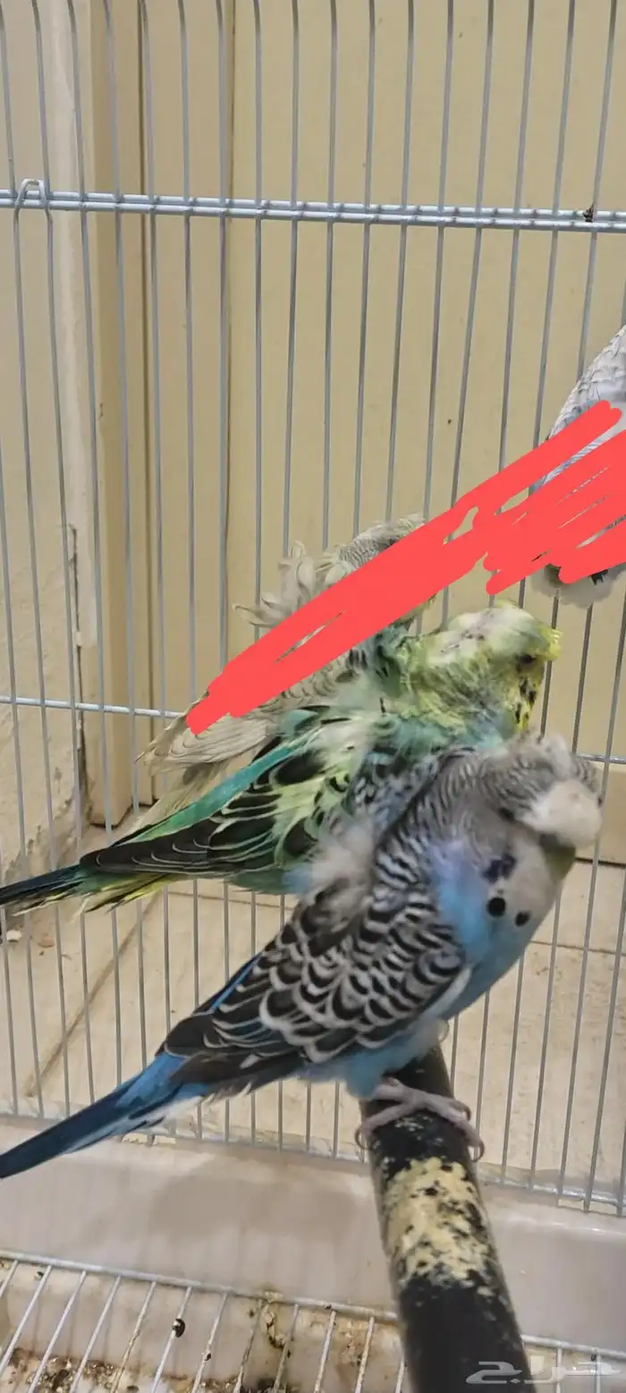 طيور حب للبيع 5