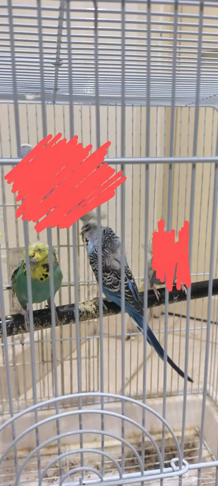 طيور حب للبيع 7