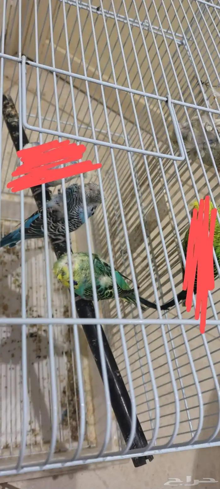 طيور حب للبيع 6