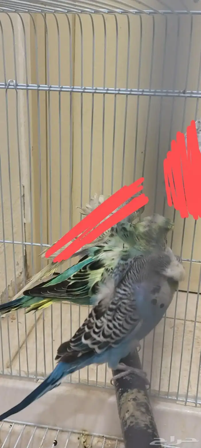 طيور حب للبيع 8