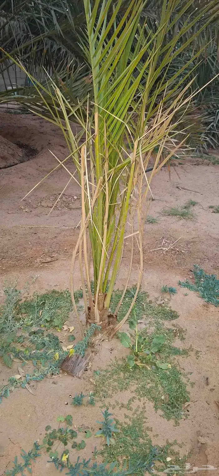 فراخه صقعي 0