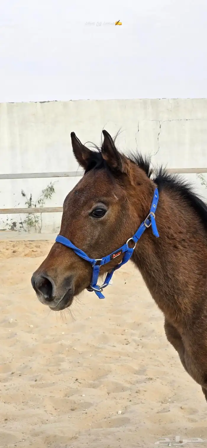 مهر عربي بدون اوراق 0