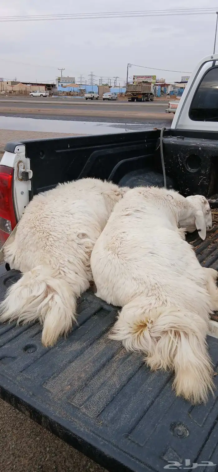 حري و نعيم للبيع 2