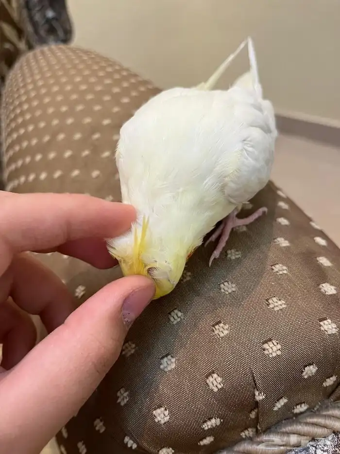 كروان لاتينو عيون حمر اليف متكلم لايفوتكم شي فاخر من الاخر 4