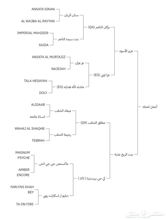 حصان عربي بوراق اصيل نسبه قوي كفو 6