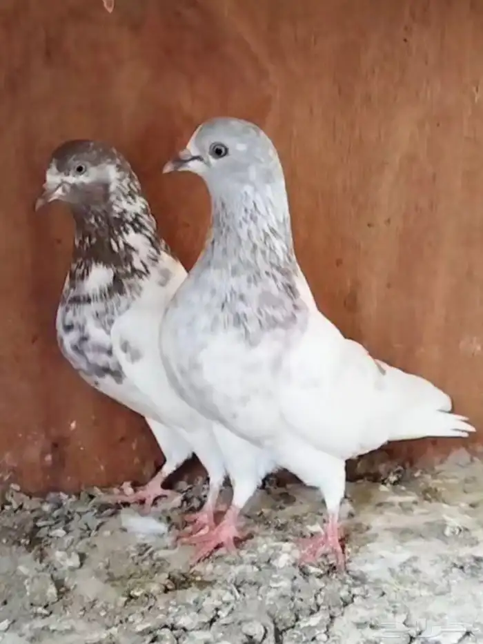 جوز حمام باكستاني 0