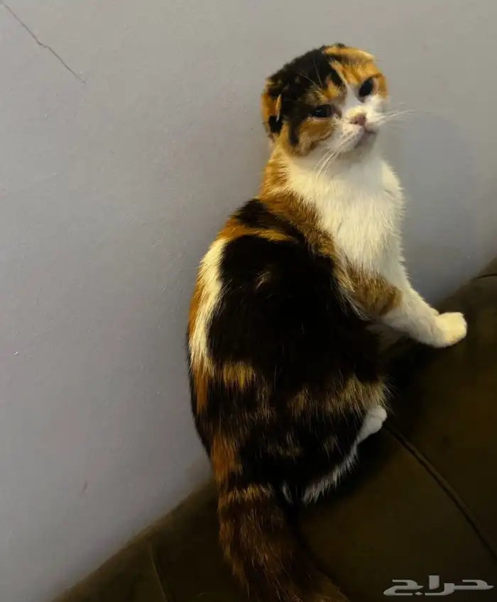 قطة سكوتش كاليكو لتبني 2