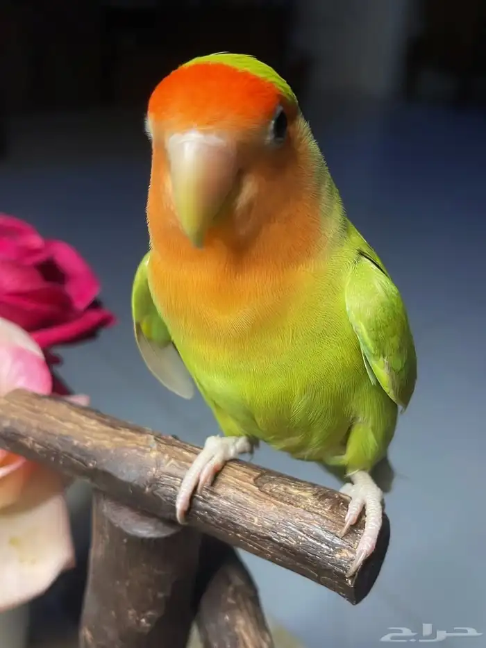 للبيع ببغاء الروز لون جميل جدا أليف لعوب 8