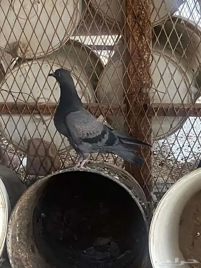 باكستاني فاخر جدا 1