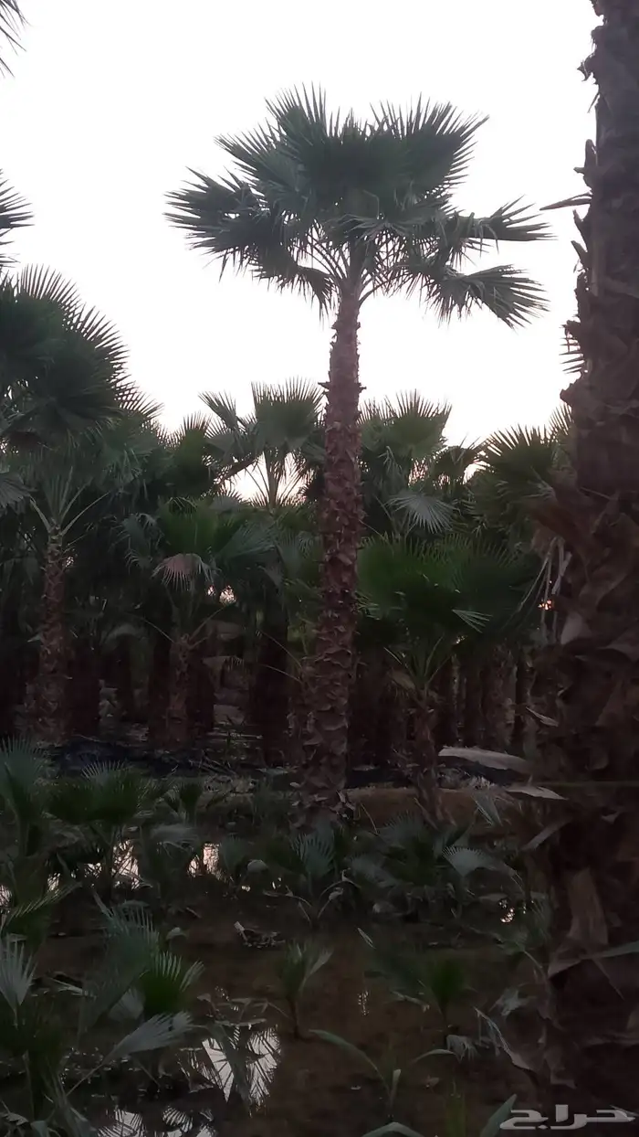 نخيل واشنطني زينه لبيع 3