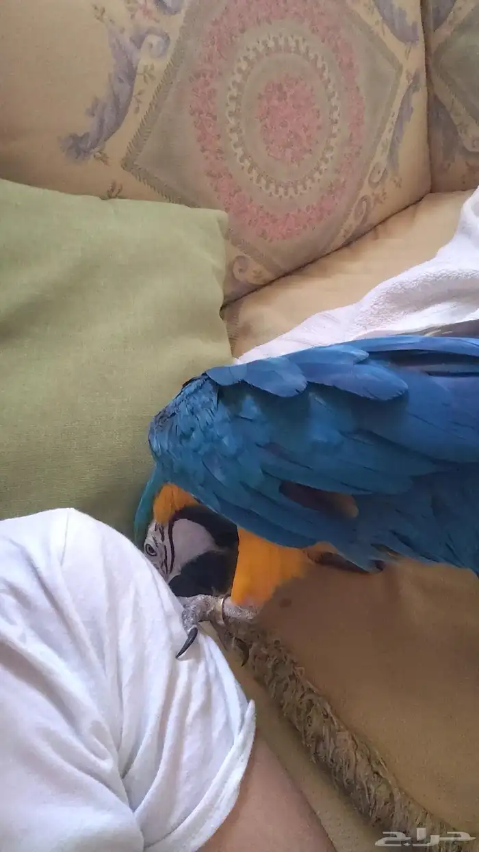 ببغاء مكاو بلو اند قولد أليف جدا  ومتكلم ورقيصص. 5