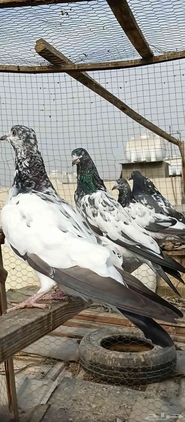 حمام الباكستاني 0