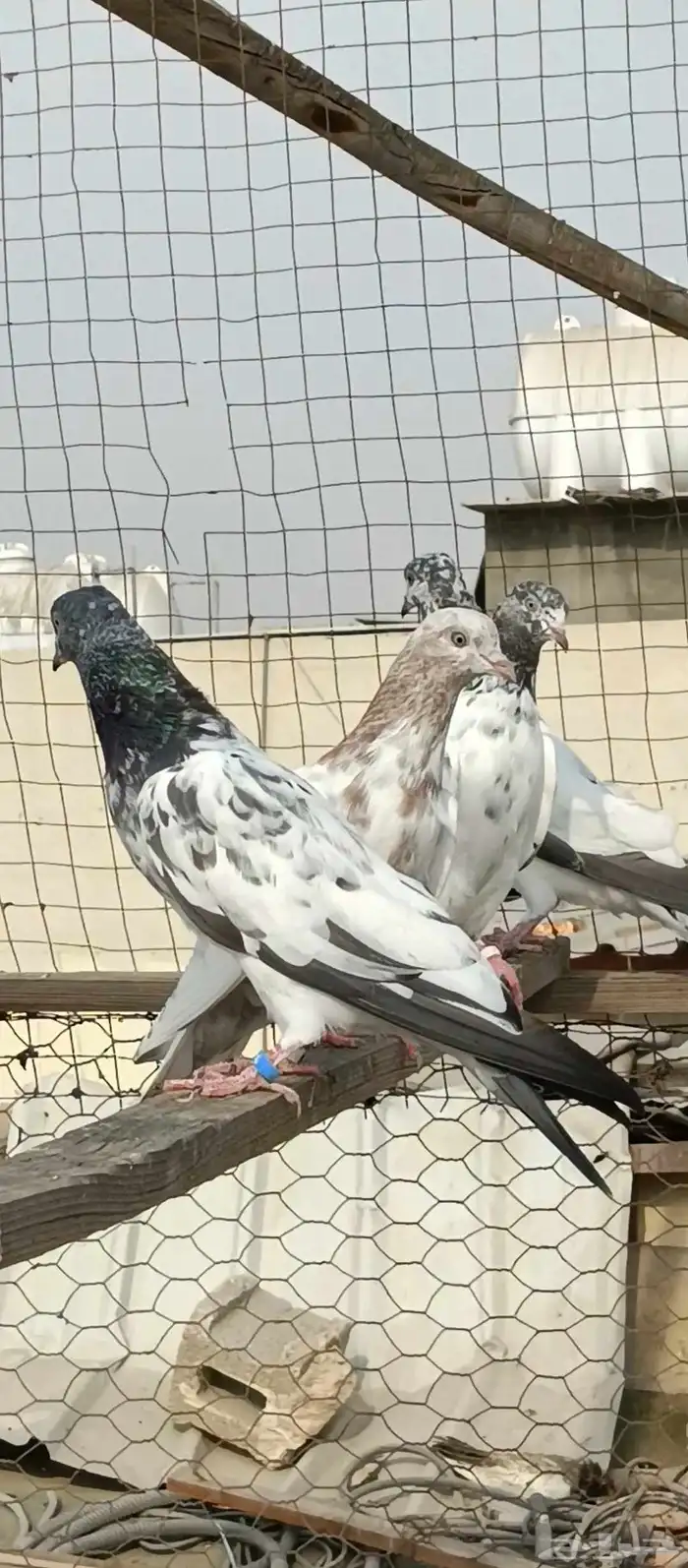 حمام الباكستاني 2