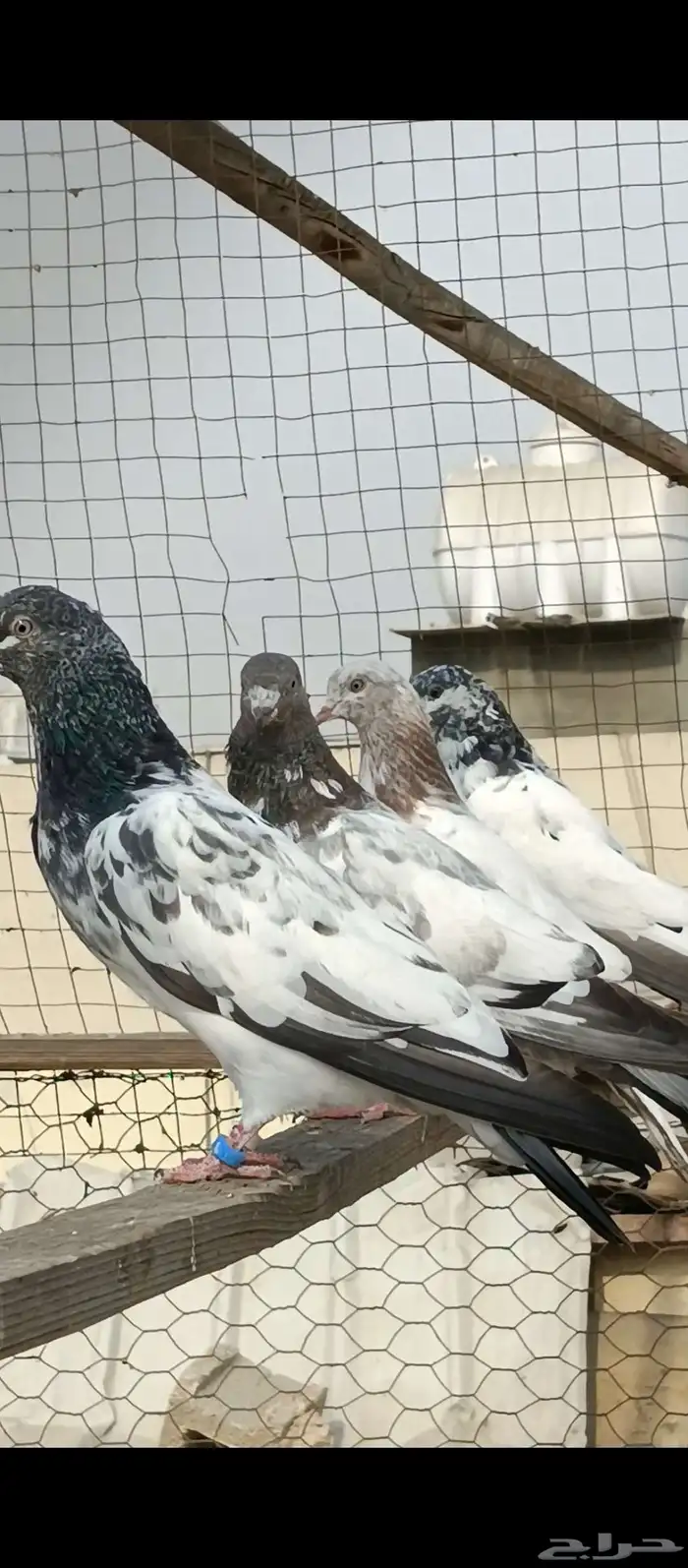 حمام الباكستاني 1