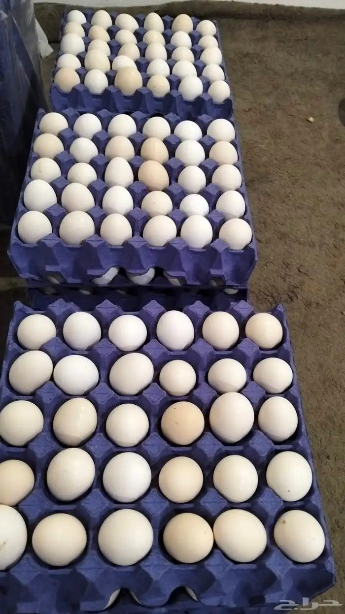 بيض مخصب بلدي  فيومي 1