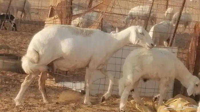 غنم حرية خلفات جروم طيبة بهمها جواهر ضحايا 19 معها 19 39