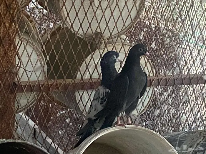 باكستاني فاخر جدا 7