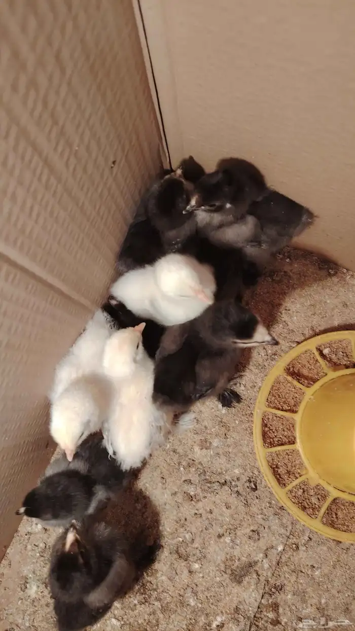 كتاكيت براهما 1