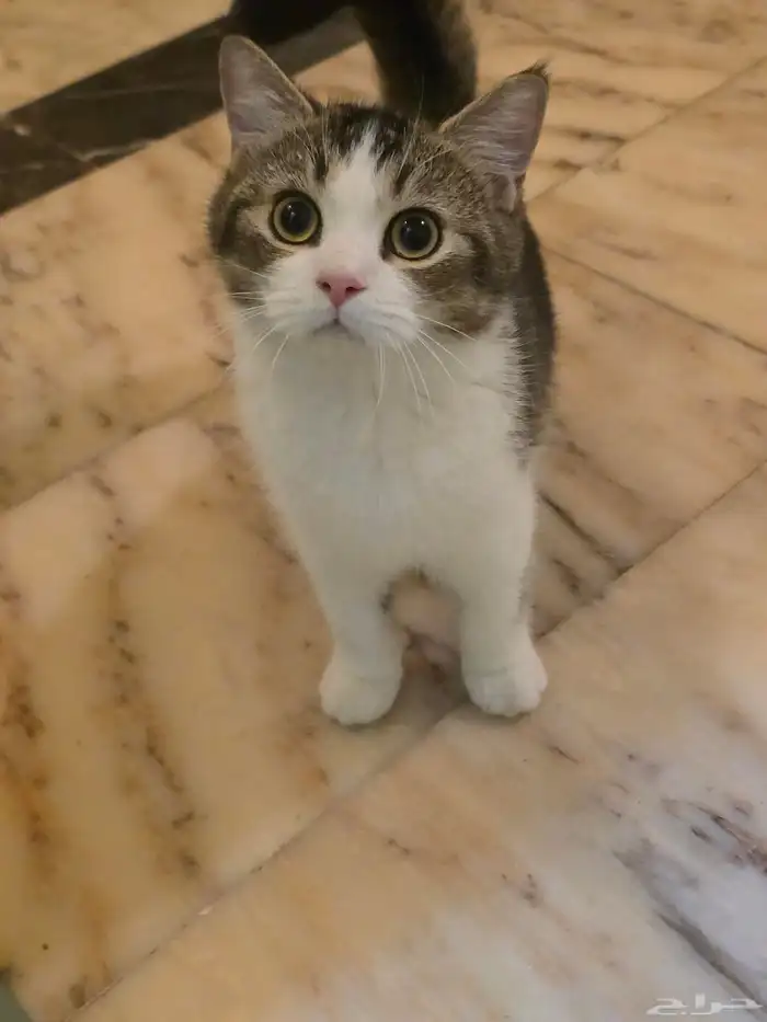 قط سكوتش ستريت ذكر 0