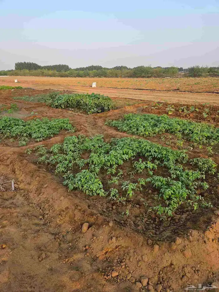 مشاتل طماطم وباذنجان للبيع الموقع القوز 0