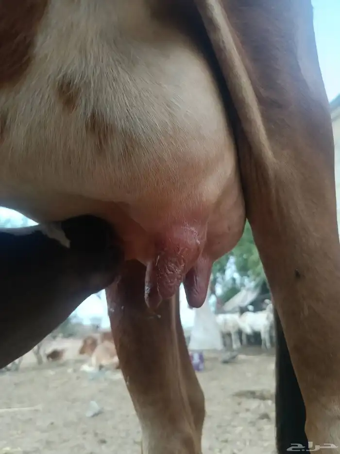 بقره منتوج على السوم 1