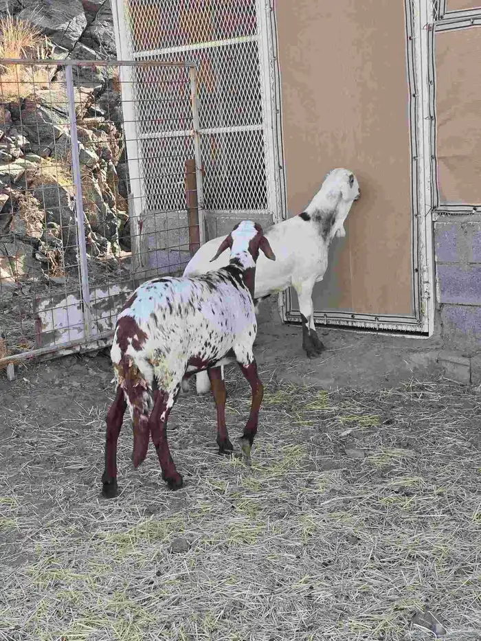 طليان سواكن مع التوصيل 2