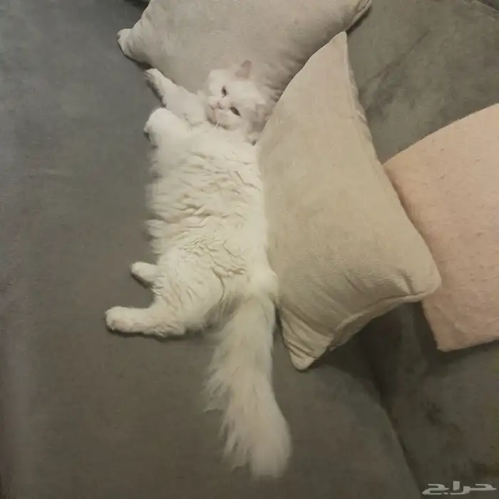 قط للتبني شيرازي ابيض 1