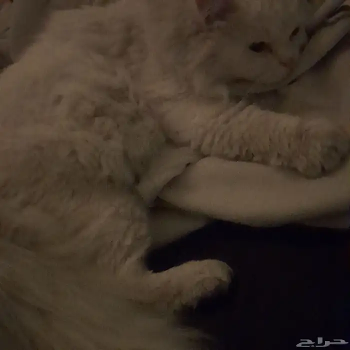 قط للتبني شيرازي ابيض 2