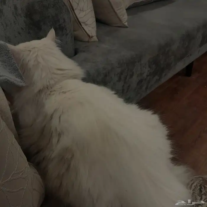 قط للتبني شيرازي ابيض 3