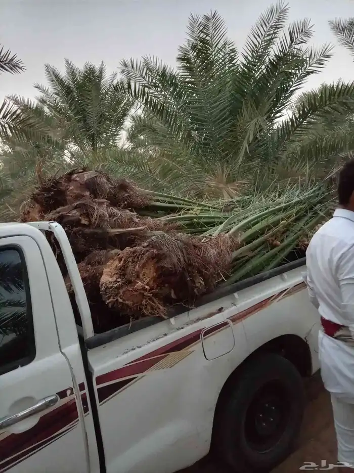 فسايل للبيع منتج مكه جده الطايف 7