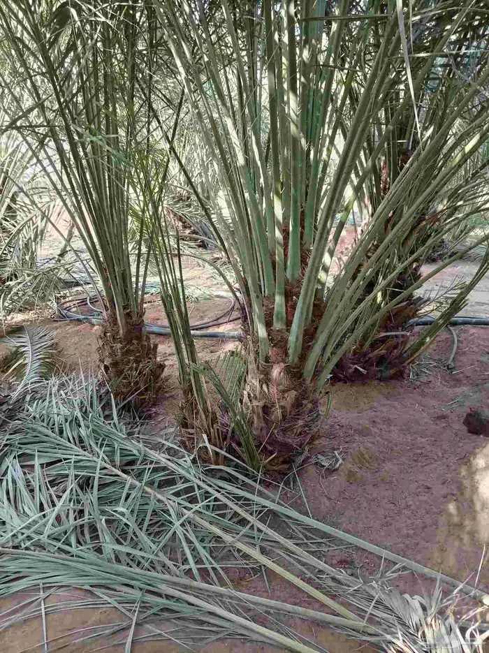 فسايل للبيع منتج مكه جده الطايف 3