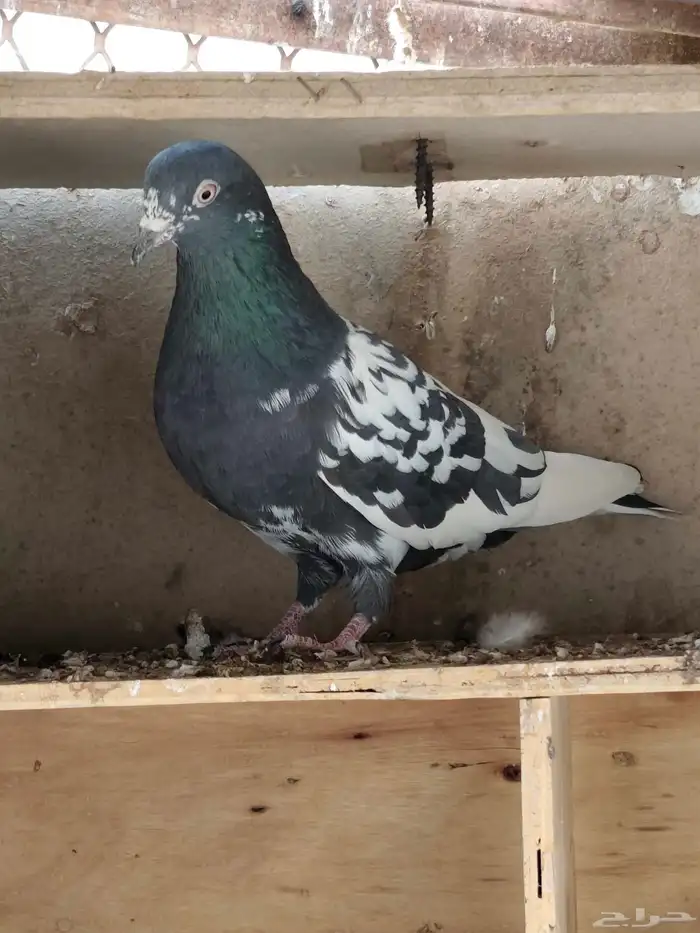 السلام عليكم. عرض حمام تيدي. زوج منتج 5