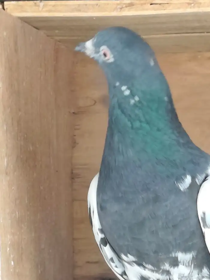 السلام عليكم. عرض حمام تيدي. زوج منتج 1