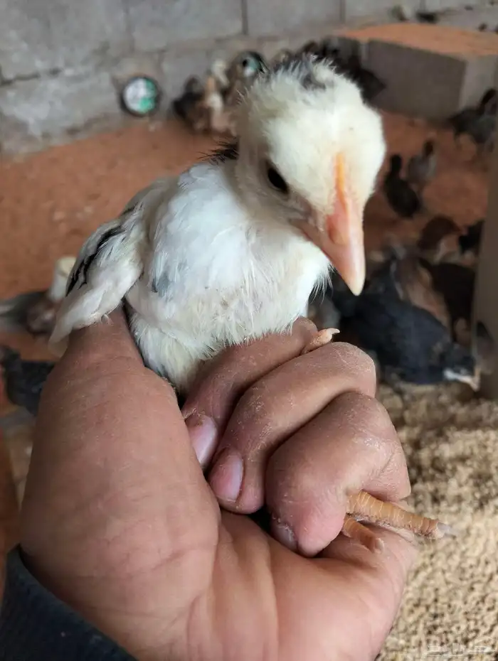 صوص بلدي مشكل عمر 45 يوم محصن جميع التحصينات   فيتامينات 1