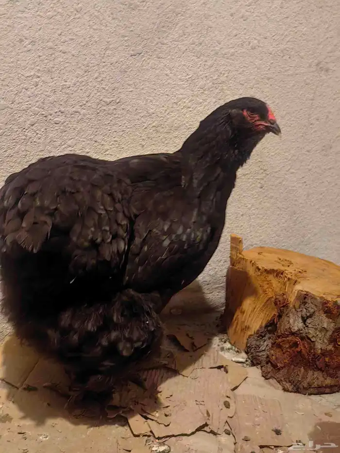 طقم براهما 3