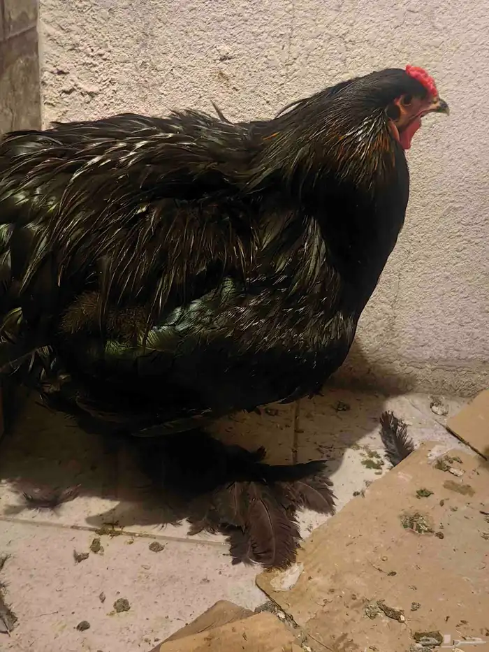 طقم براهما 0