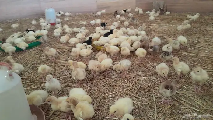 يوجد البط بكيني يوجد رومي صغير 2