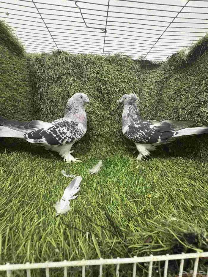 حمام تركي ثلجي 2