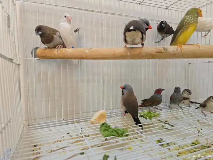 عرض وبيع اجوز عصافير 4