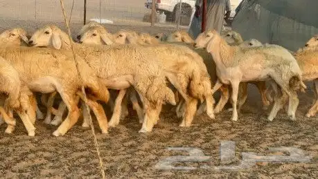 رخالة 3